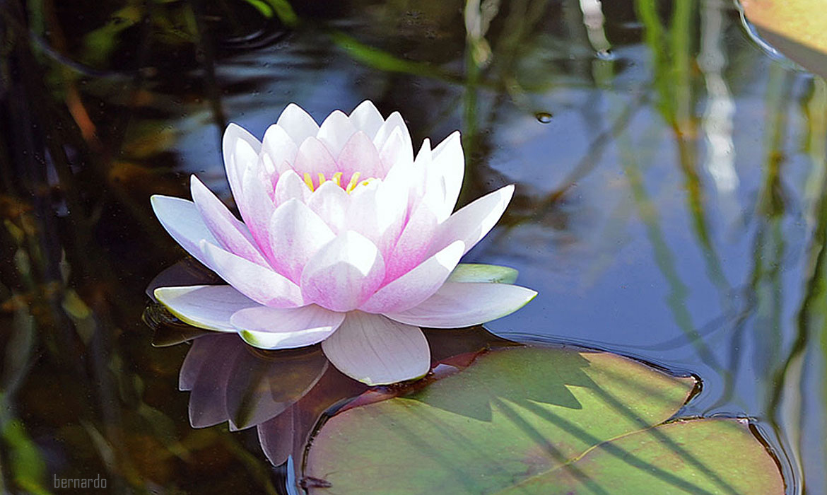 Seerose auf dem Gartenteich