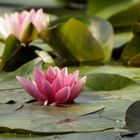 Seerose auf dem Hubertussee in Berlin-Frohnau