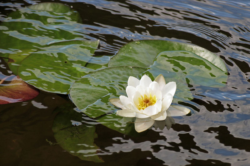 Seerose auf dem Renkajärvi, Finnland