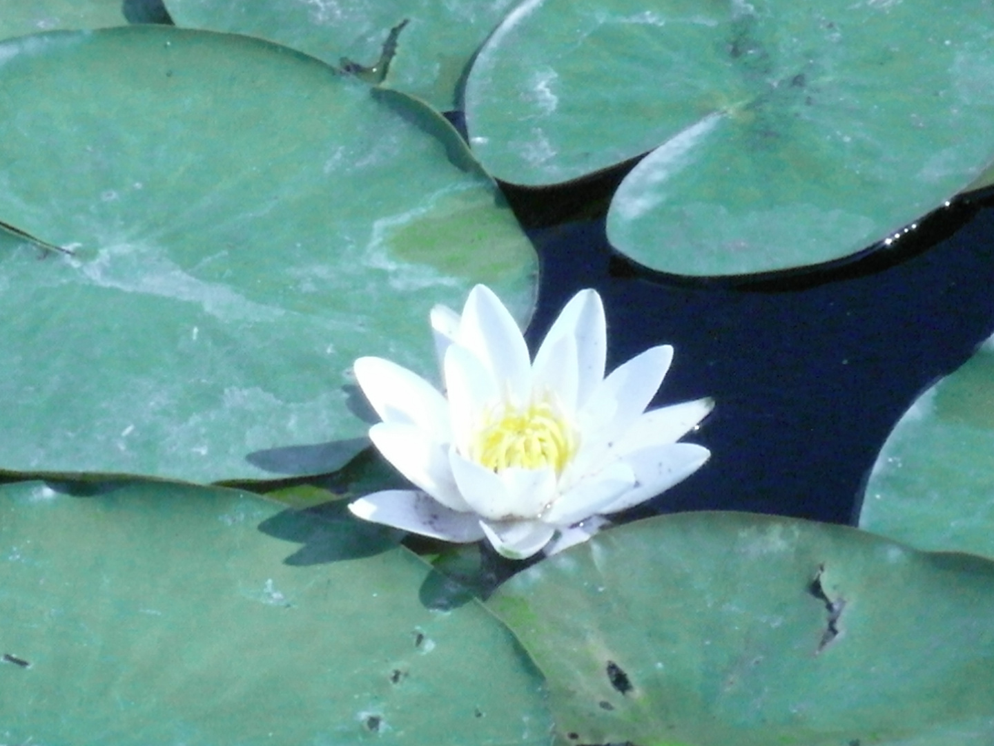 Seerose auf dem Seeburger See