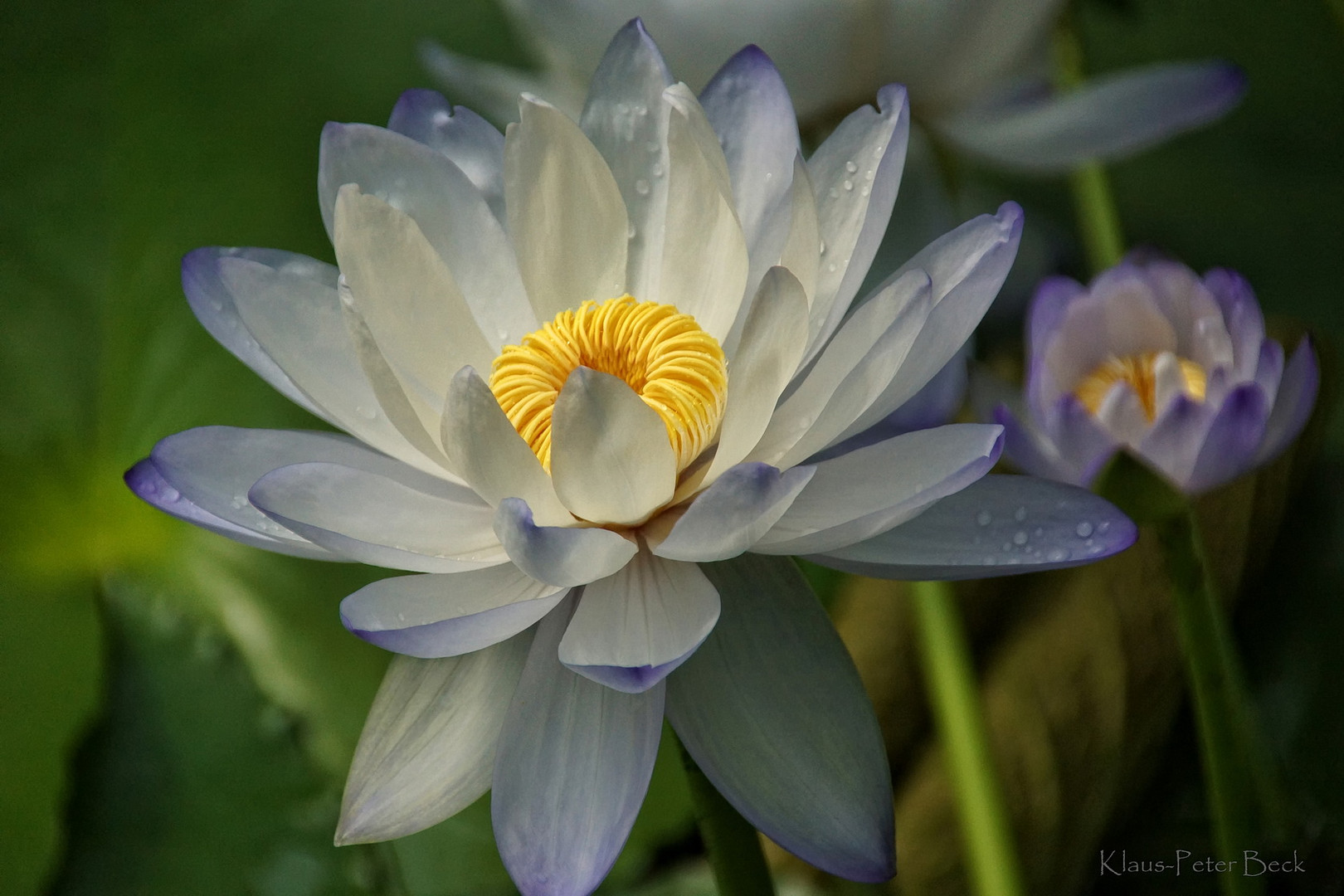 Seerose auf dem Teich