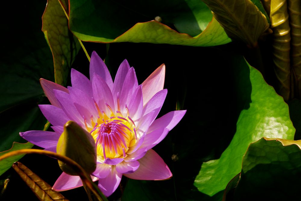 seerose auf dem thermalsee in heviz (ungarn)