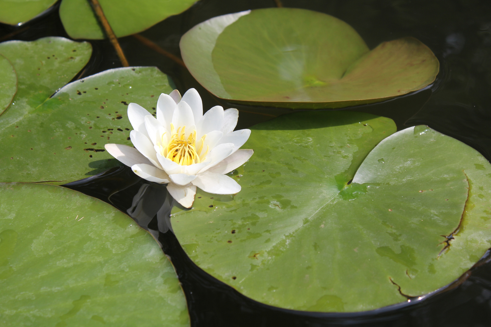 Seerose auf dem Wasser