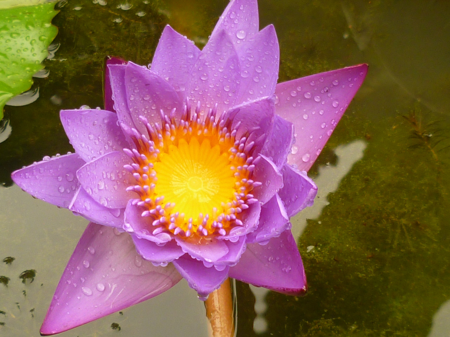 Seerose auf den Seychellen