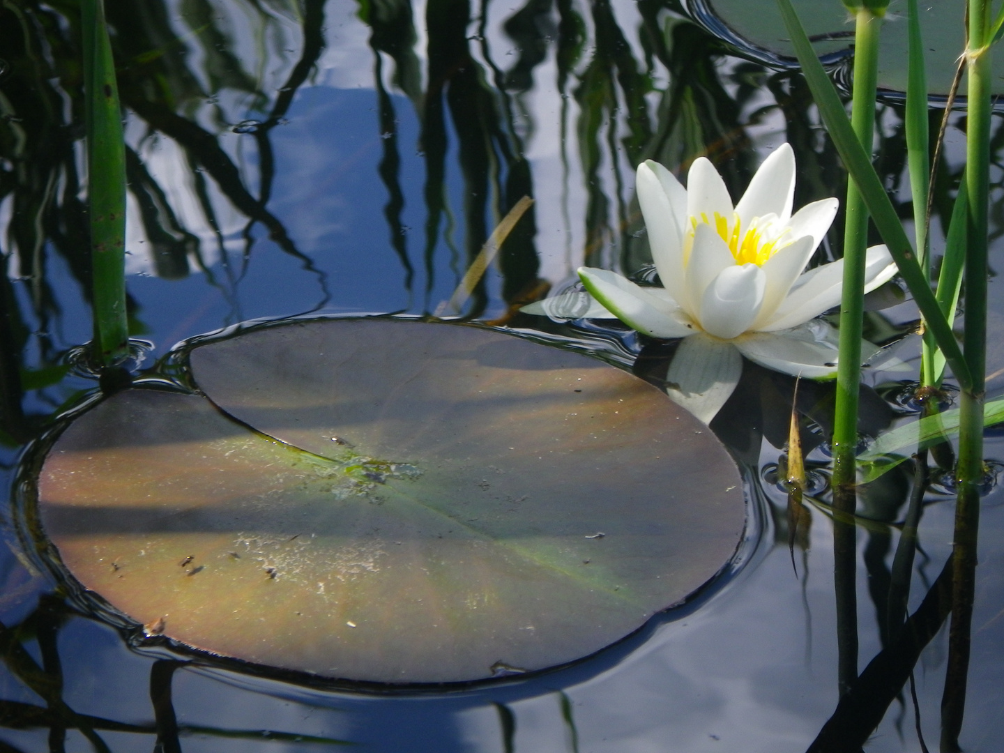 Seerose auf der Krutyna in Masuren