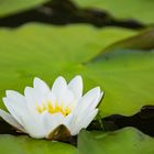 Seerose auf der Wakenitz