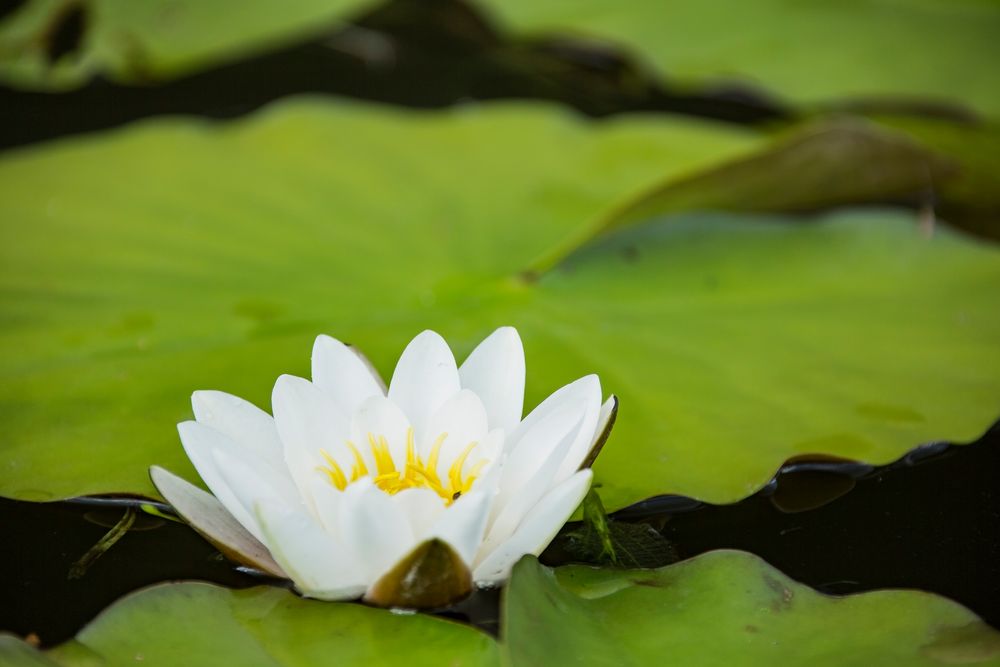 Seerose auf der Wakenitz