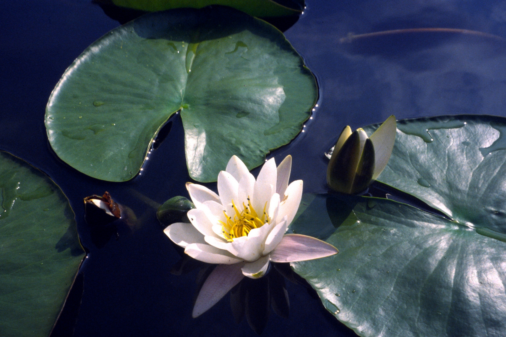 Seerose auf einem der Rhinseen