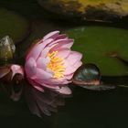 Seerose auf einem kleinen Teich auf der Insel Mainau