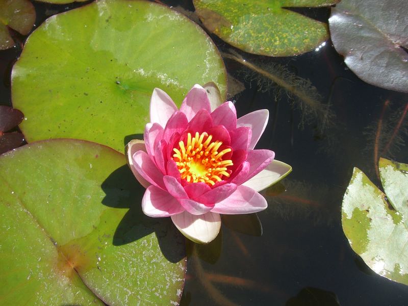 Seerose auf heimischen Teich