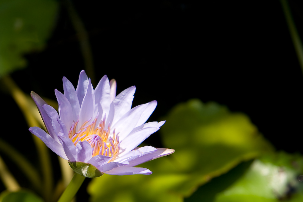 Seerose auf Kho Phangan