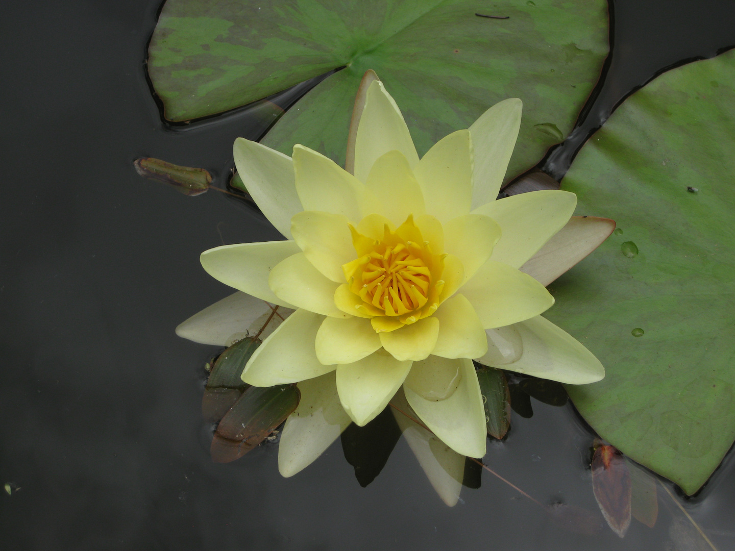 Seerose (auf Madeira), 08.07.2011