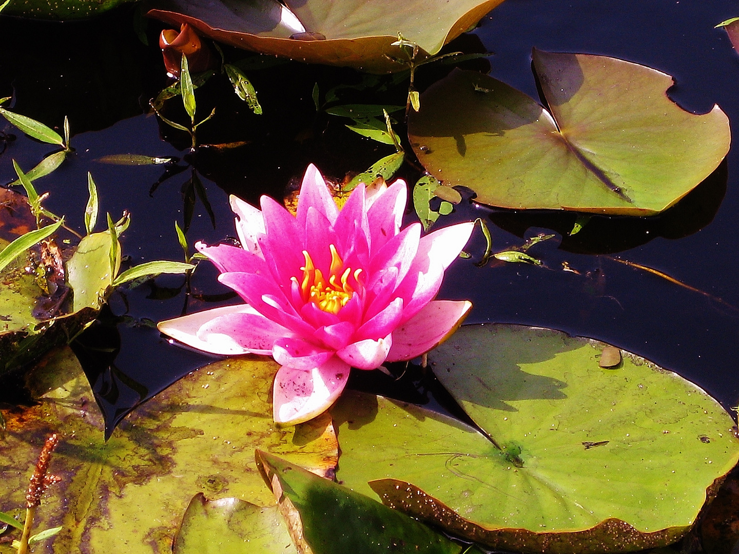 Seerose auf Rügen