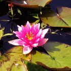 Seerose auf Rügen