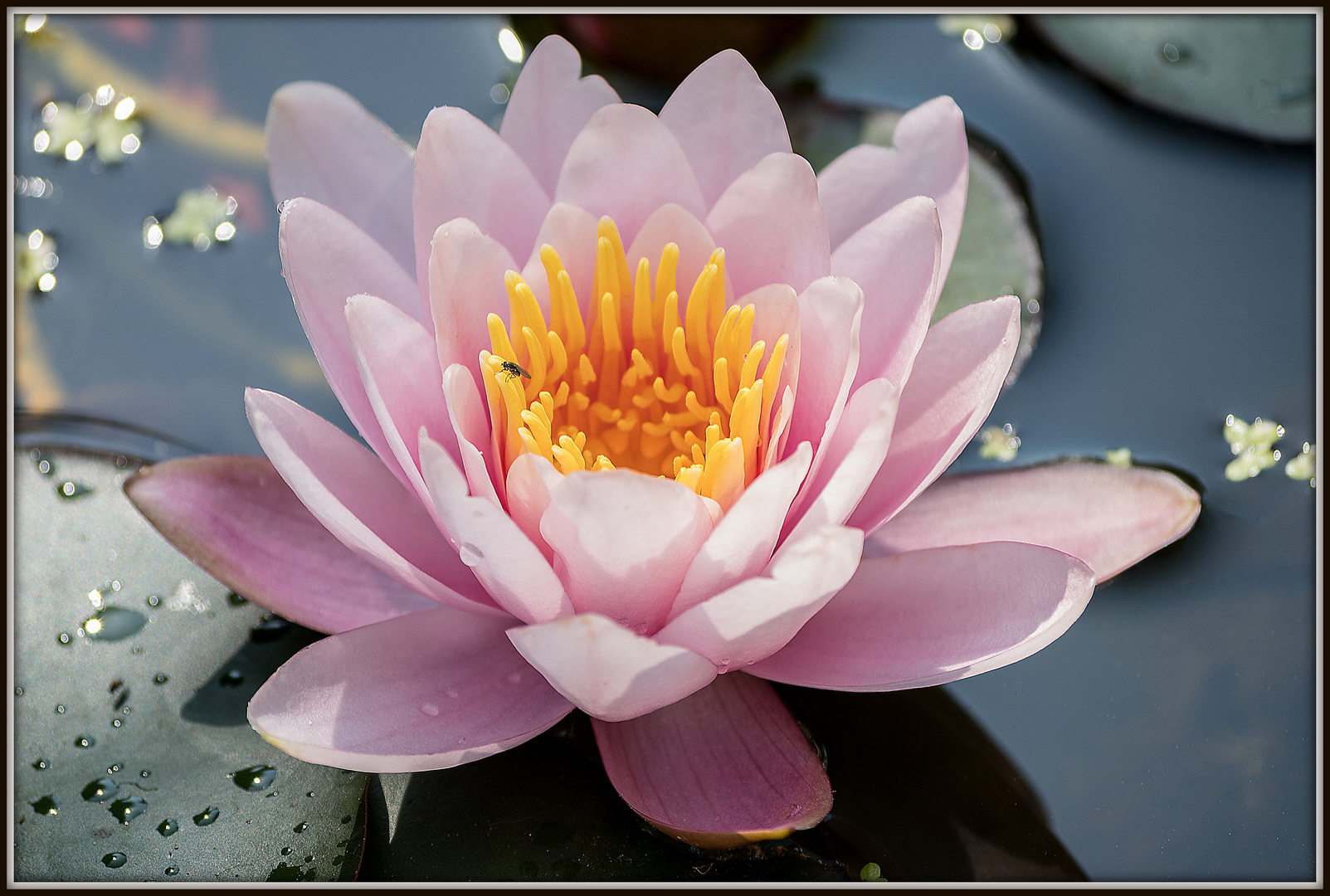 Seerose, auf unserem Gartenteich. Foto & Bild pflanzen, pilze
