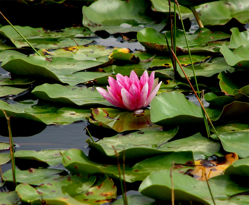 Seerose, aufgenommen im Duft- und Tastgarten Salzwedel