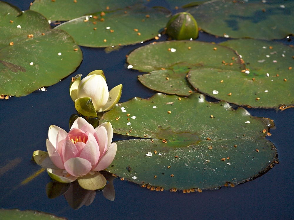 Seerose aus dem Hortus