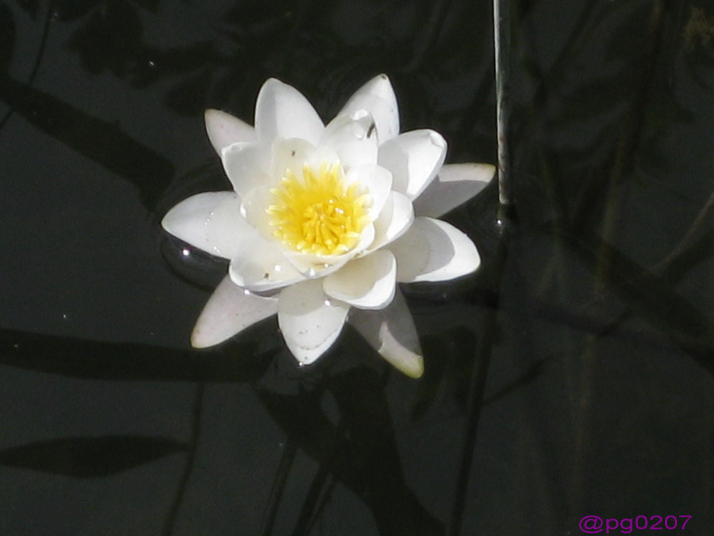 Seerose aus Meran