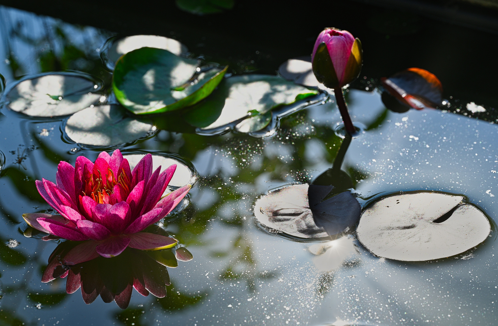 Seerose aus unserem Gartenteich