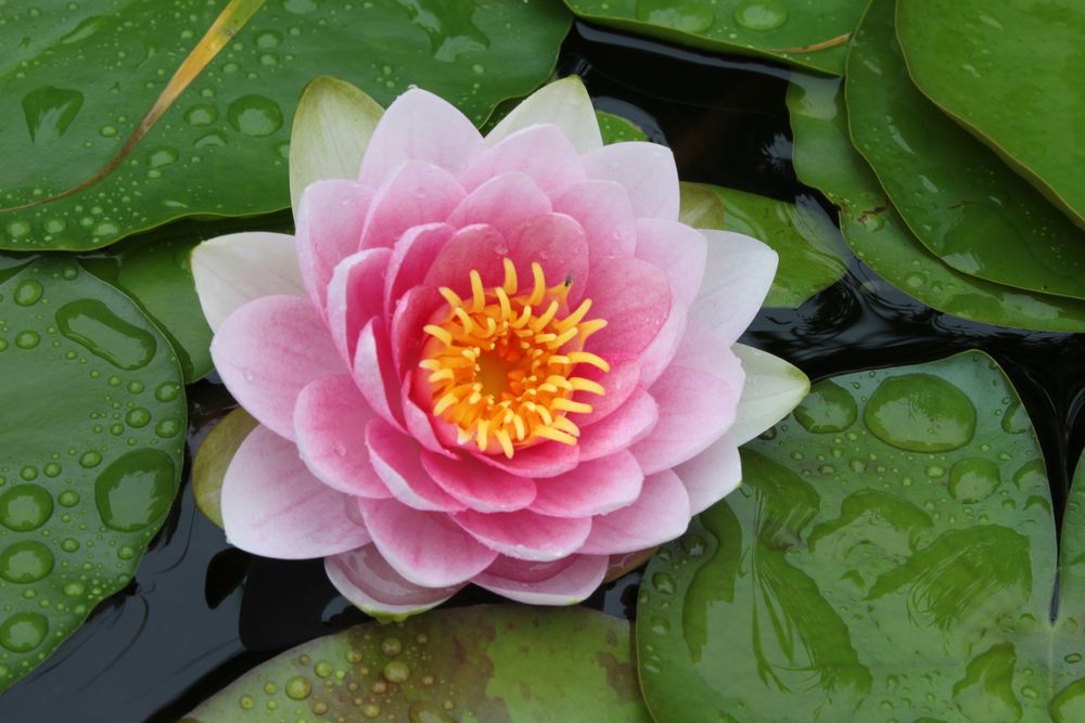 Seerose Foto & Bild pflanzen, pilze & flechten, blüten