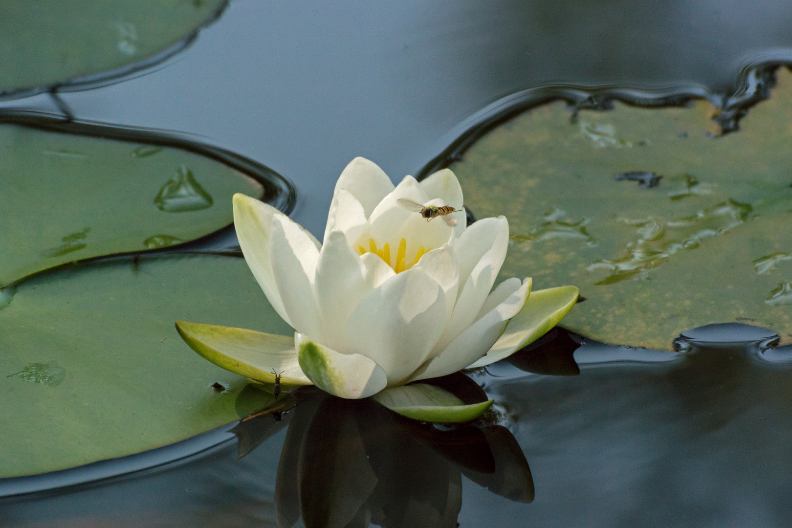 Seerose Foto & Bild teich, natur, wildlife Bilder auf