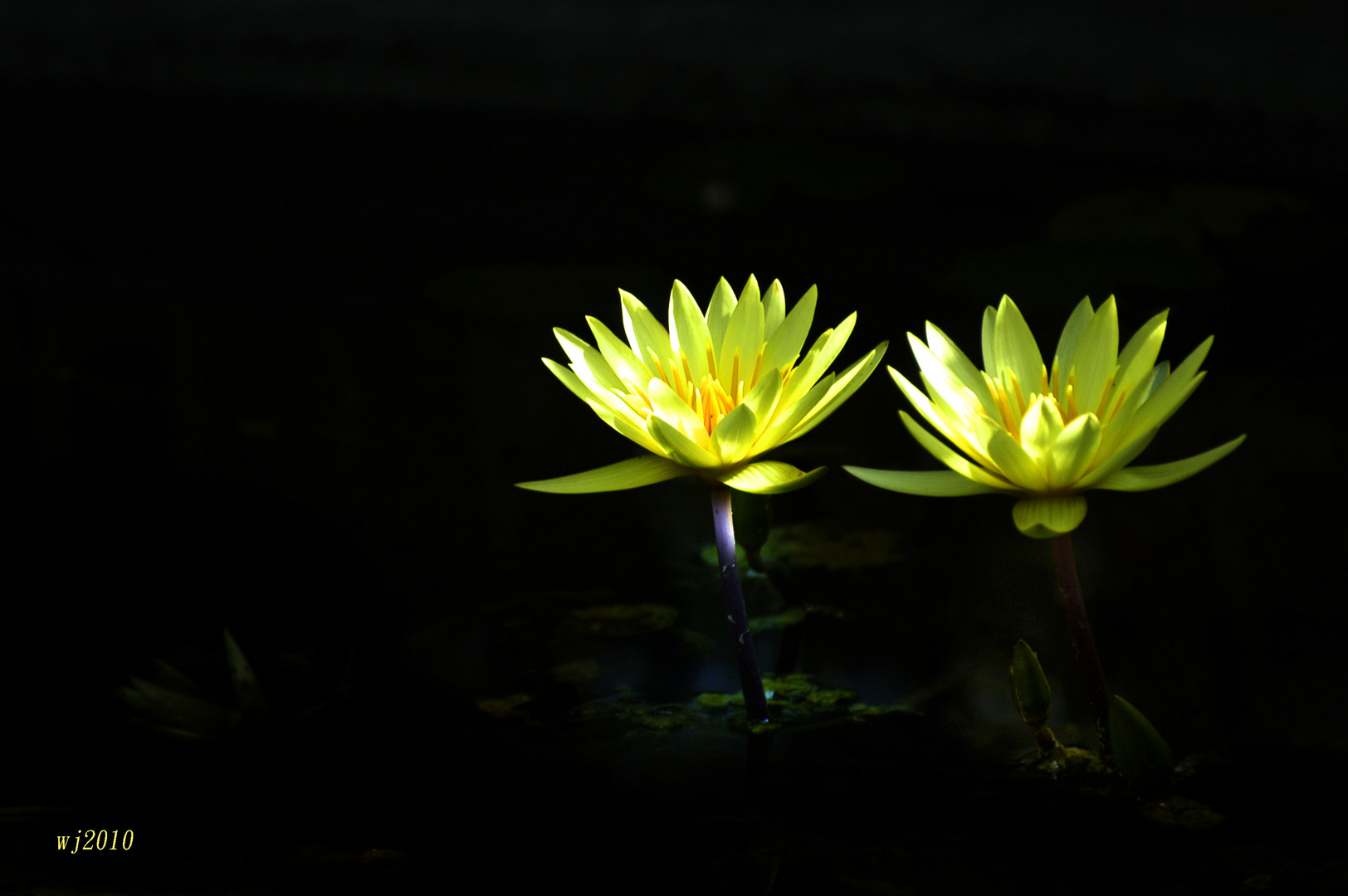 Seerose bei Nacht