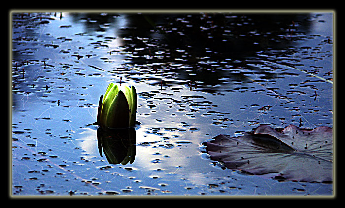 seerose bei nacht