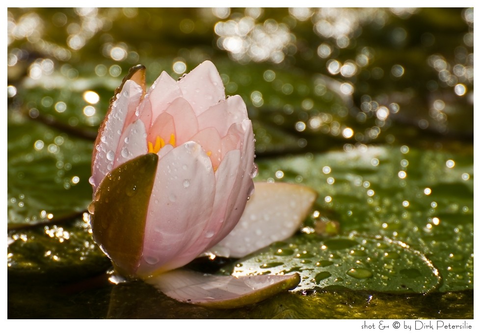 Seerose bei Regen