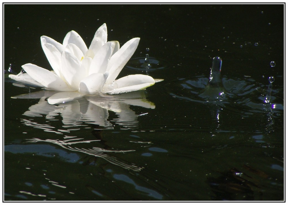 Seerose beim Jägerhaus, Holte, Sjaeland, Dk