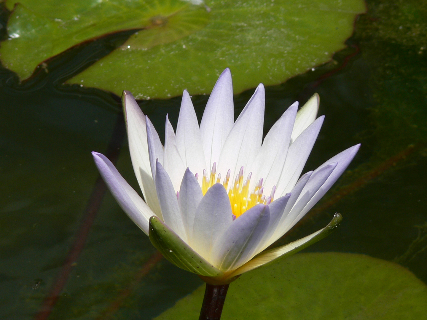 Seerose blau-violett