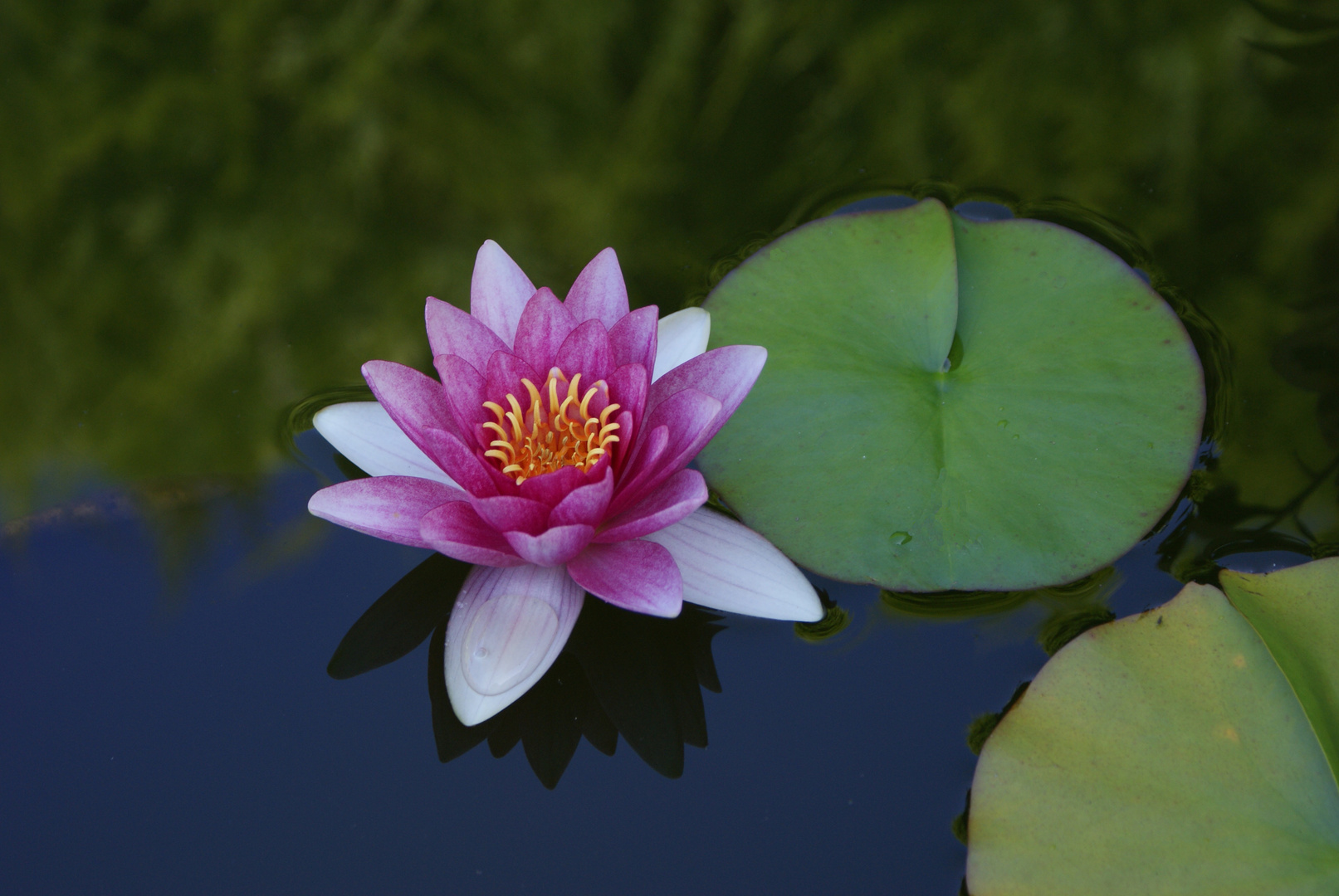 Seerose blüht rose