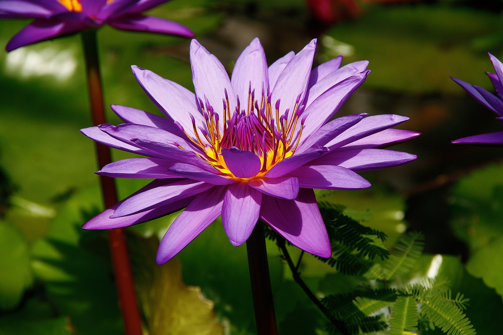 Seerose Botanischer Garten in München