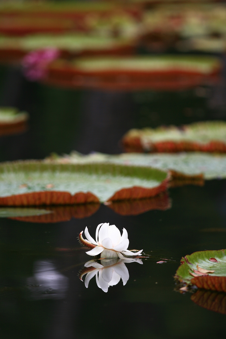 Seerose Botanischer Garten Mauritius