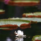 Seerose Botanischer Garten Mauritius