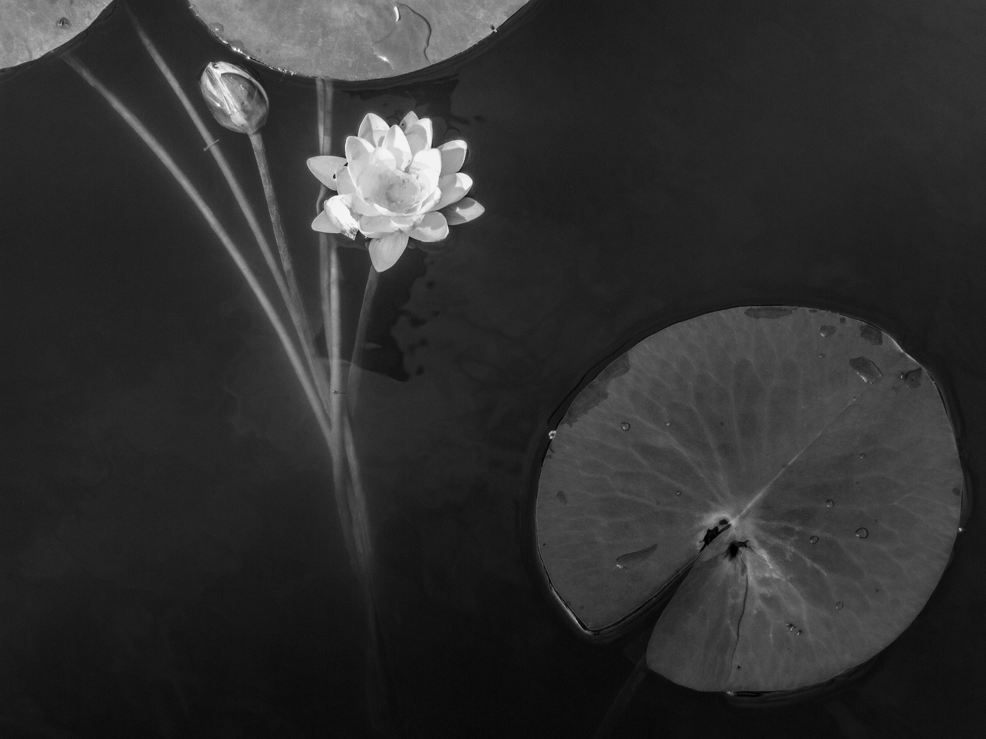 Seerose, Brandenburg