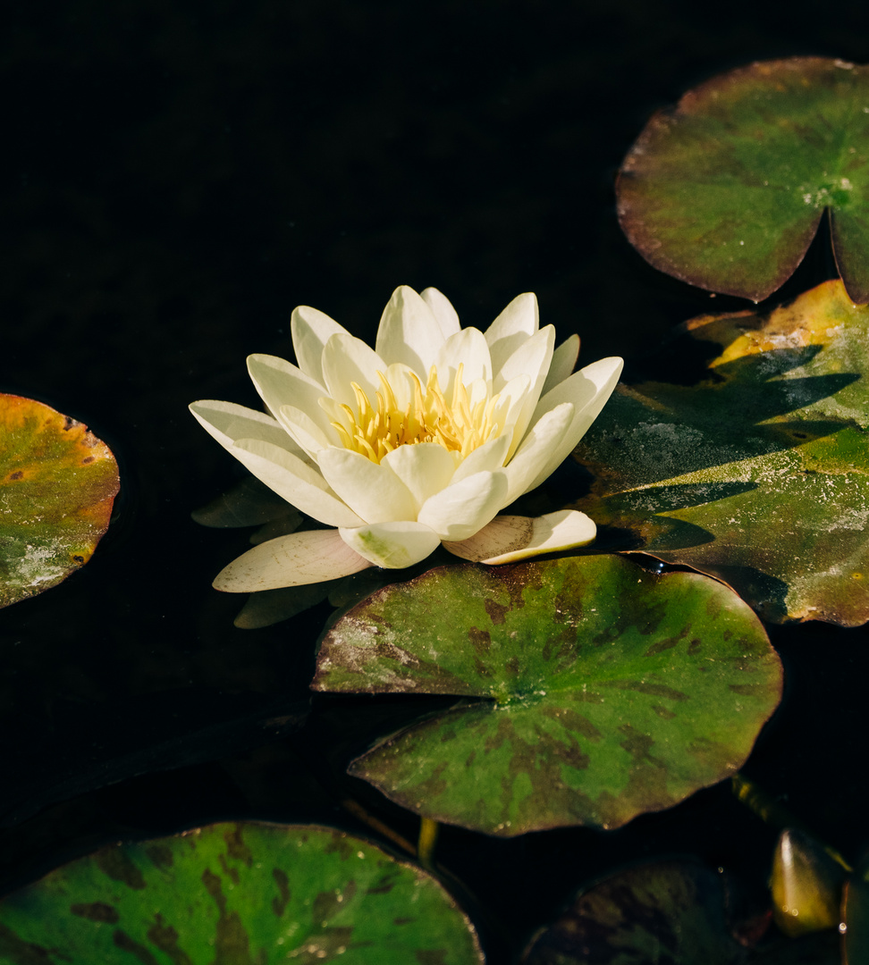 Seerose Darmstadt Rosenhöhe 3 2020