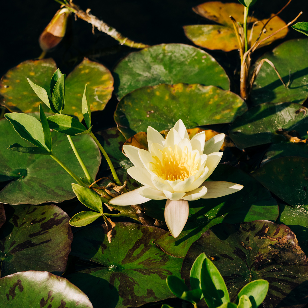 Seerose Darmstadt Rosenhöhe 5 2020