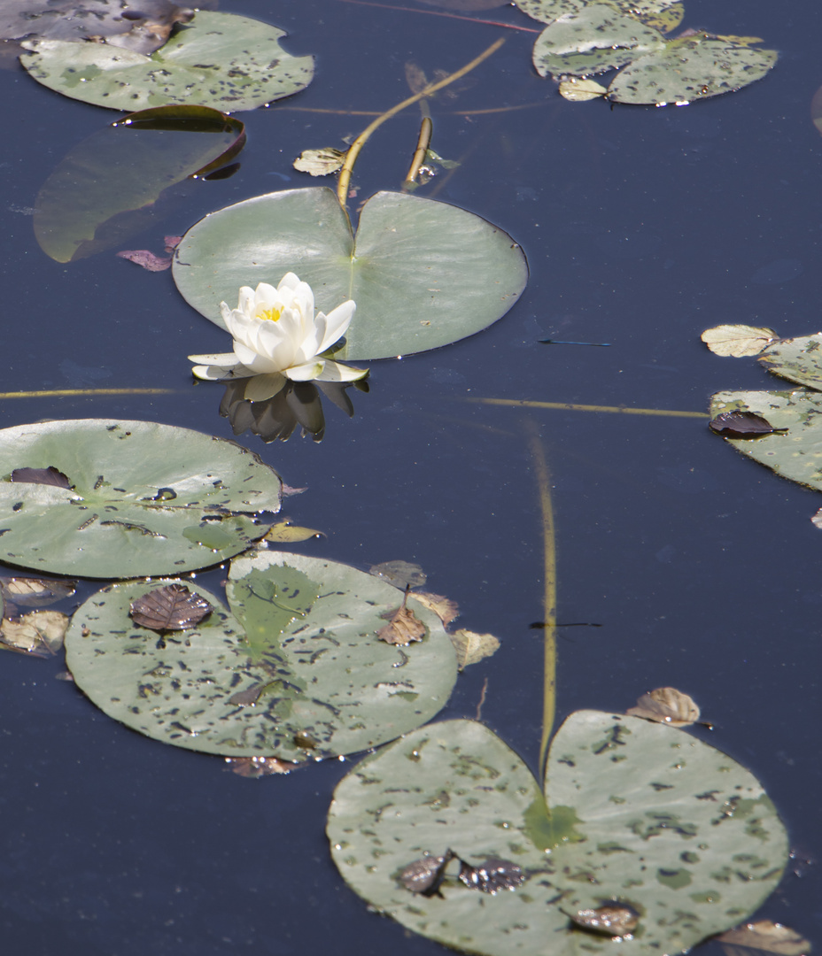 Seerose + Detail