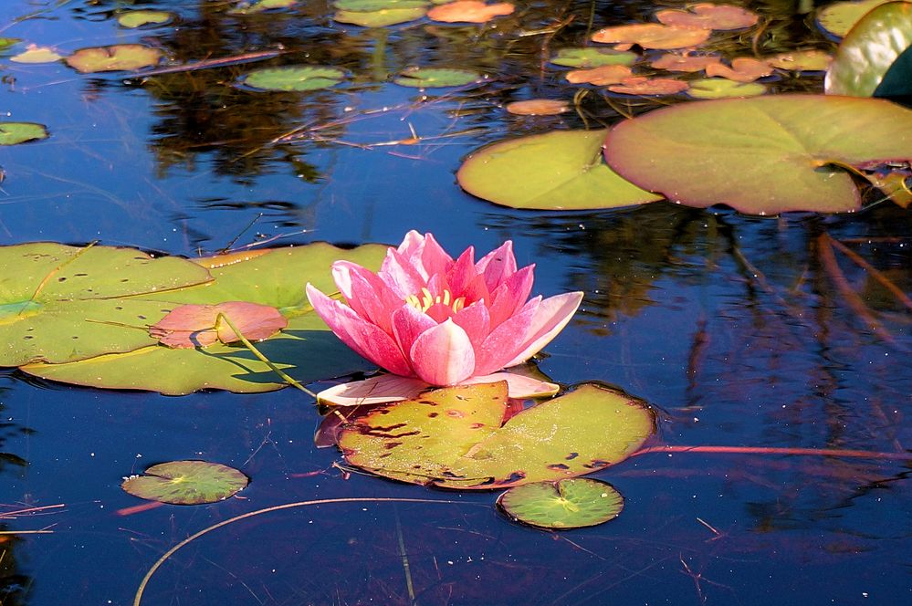 Seerose, die Blume des Lebens ....