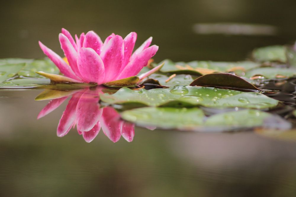 Seerose "die nächste"