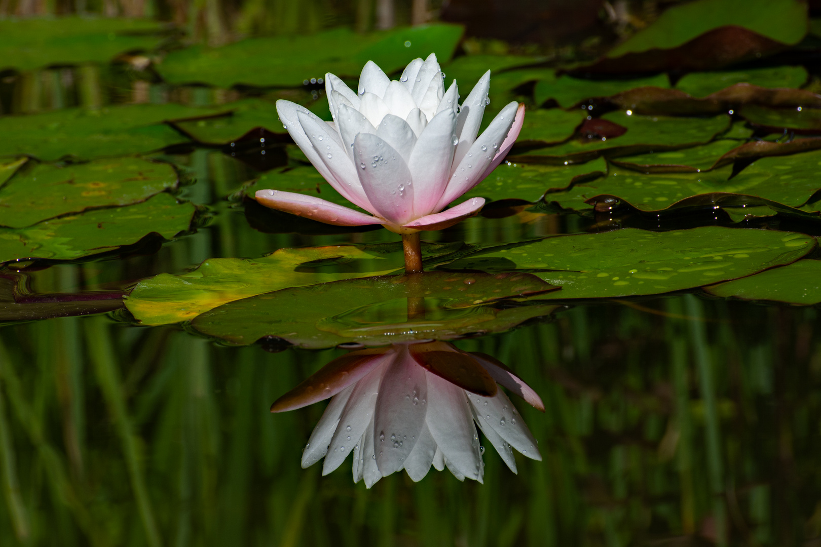 Seerose - Dienstag ist Spiegeltag