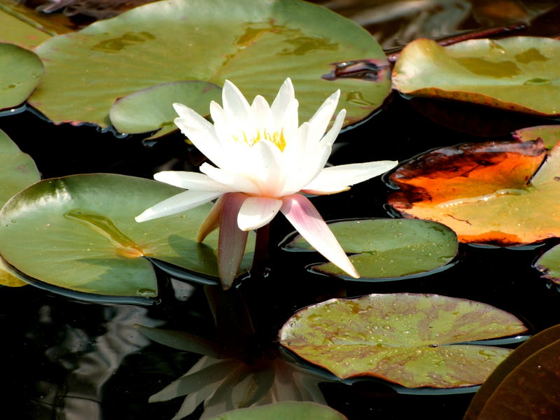Seerose (diesmal ohne Drähte) Foto & Bild pflanzen, pilze & flechten