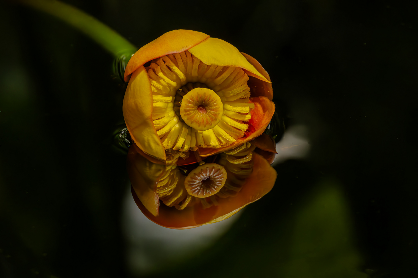 Seerose 