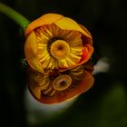 Seerose 