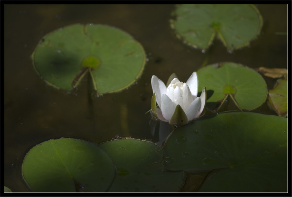 Seerose erwacht am Morgen