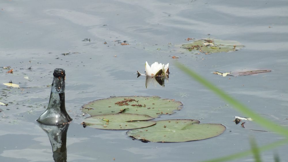 Seerose Flasche