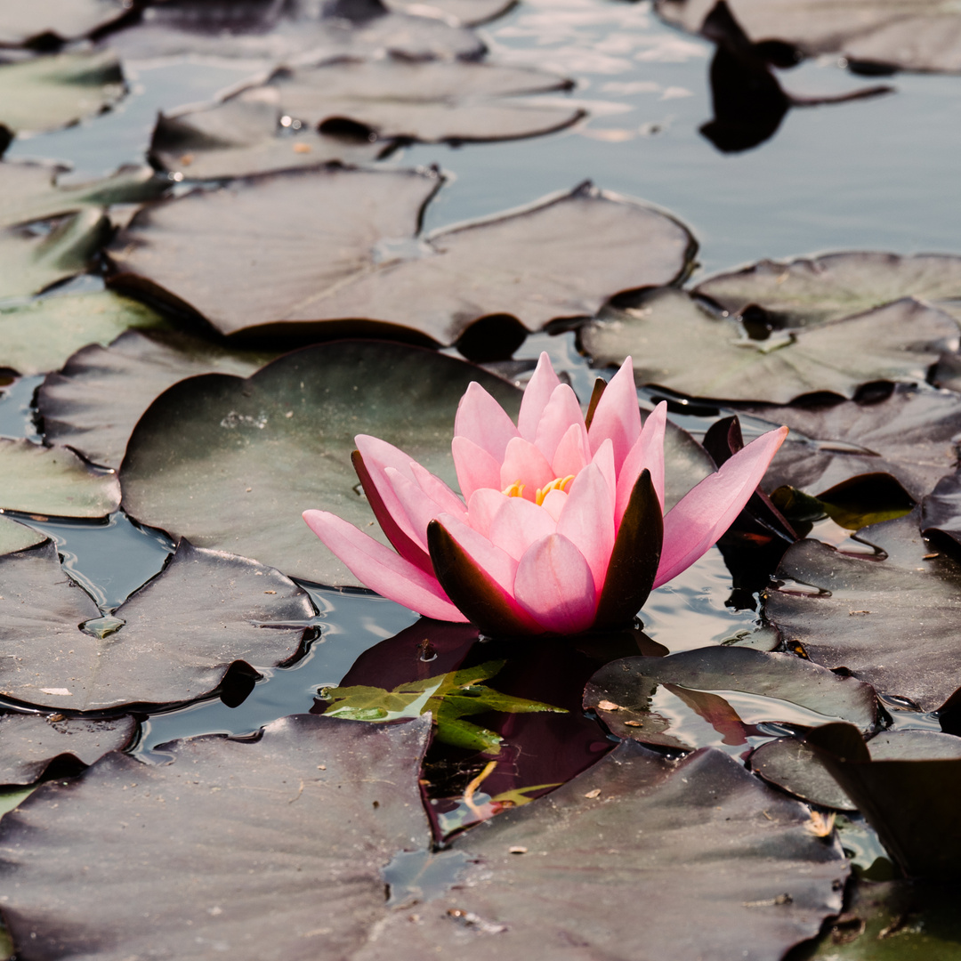 Seerose Frankfurt Palmengarten 2 2020