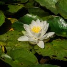 Seerose Frankfurt Palmengarten 2019