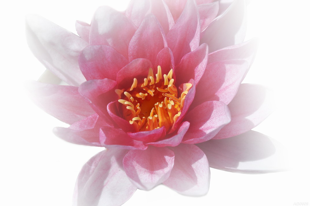 Seerose Freigestellt Foto Bild Pflanzen Pilze Flechten Bluten Kleinpflanzen Seerosen Bilder Auf Fotocommunity