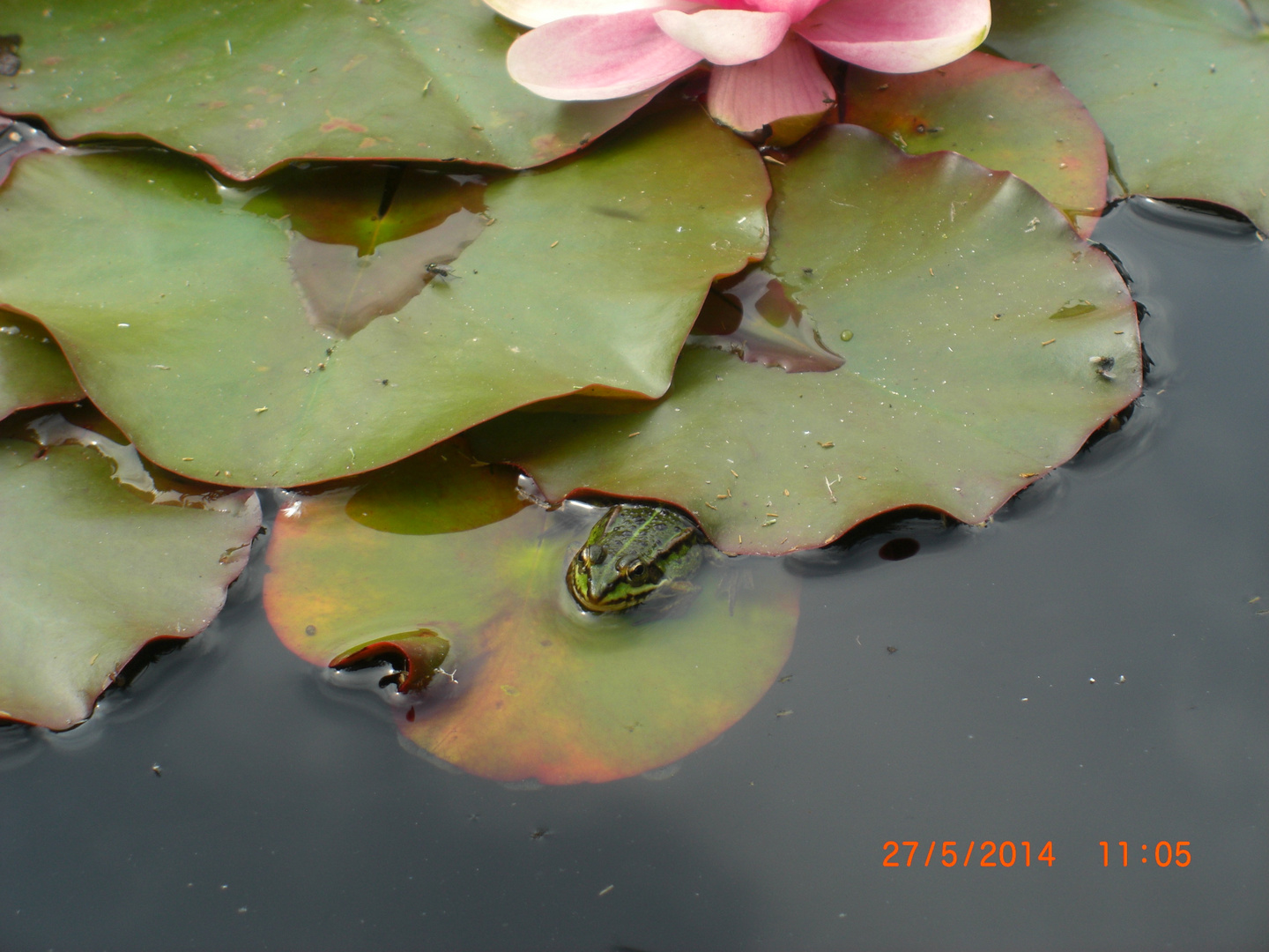 Seerose & Frosch